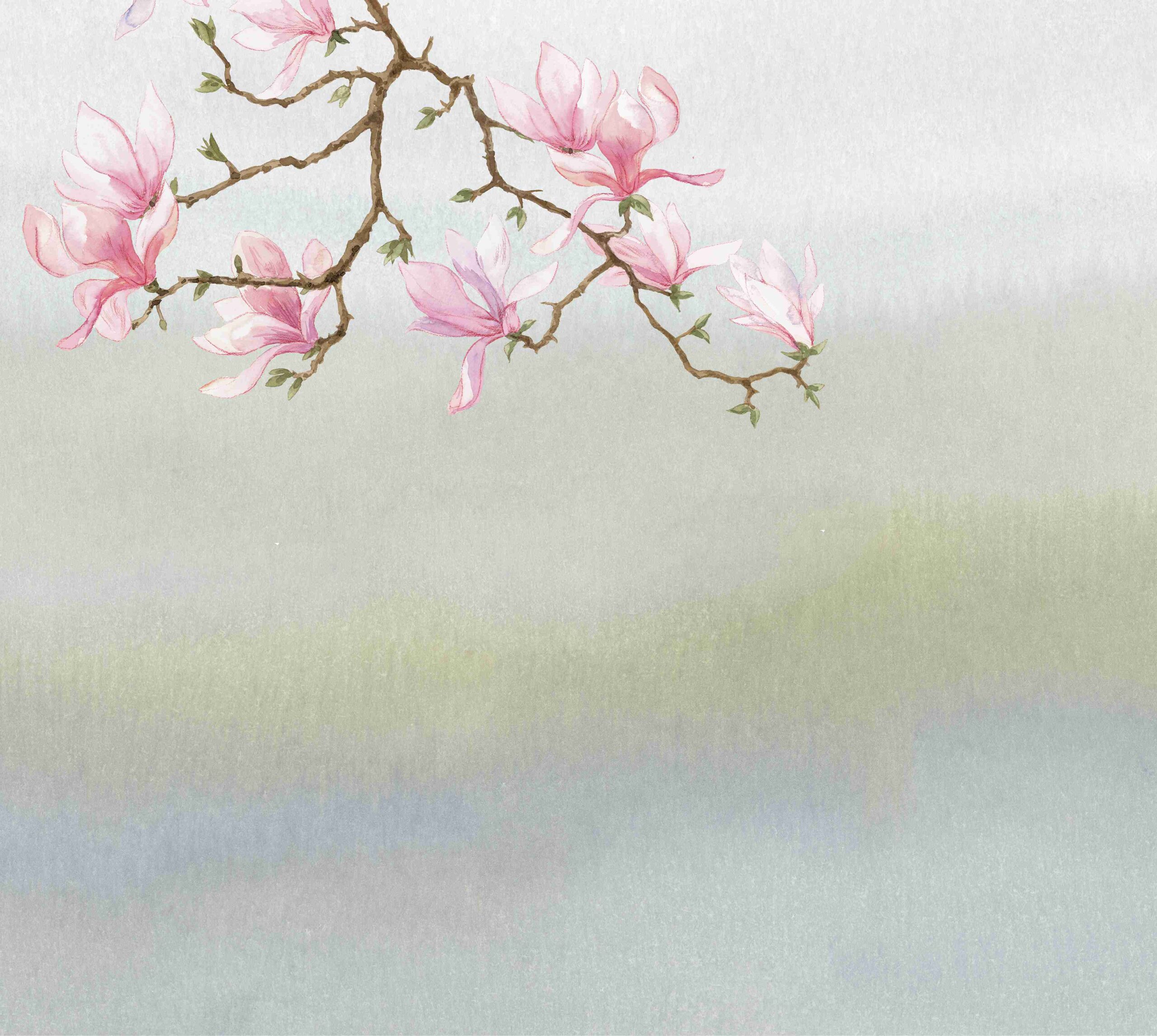 Magnolia leman – Image 13