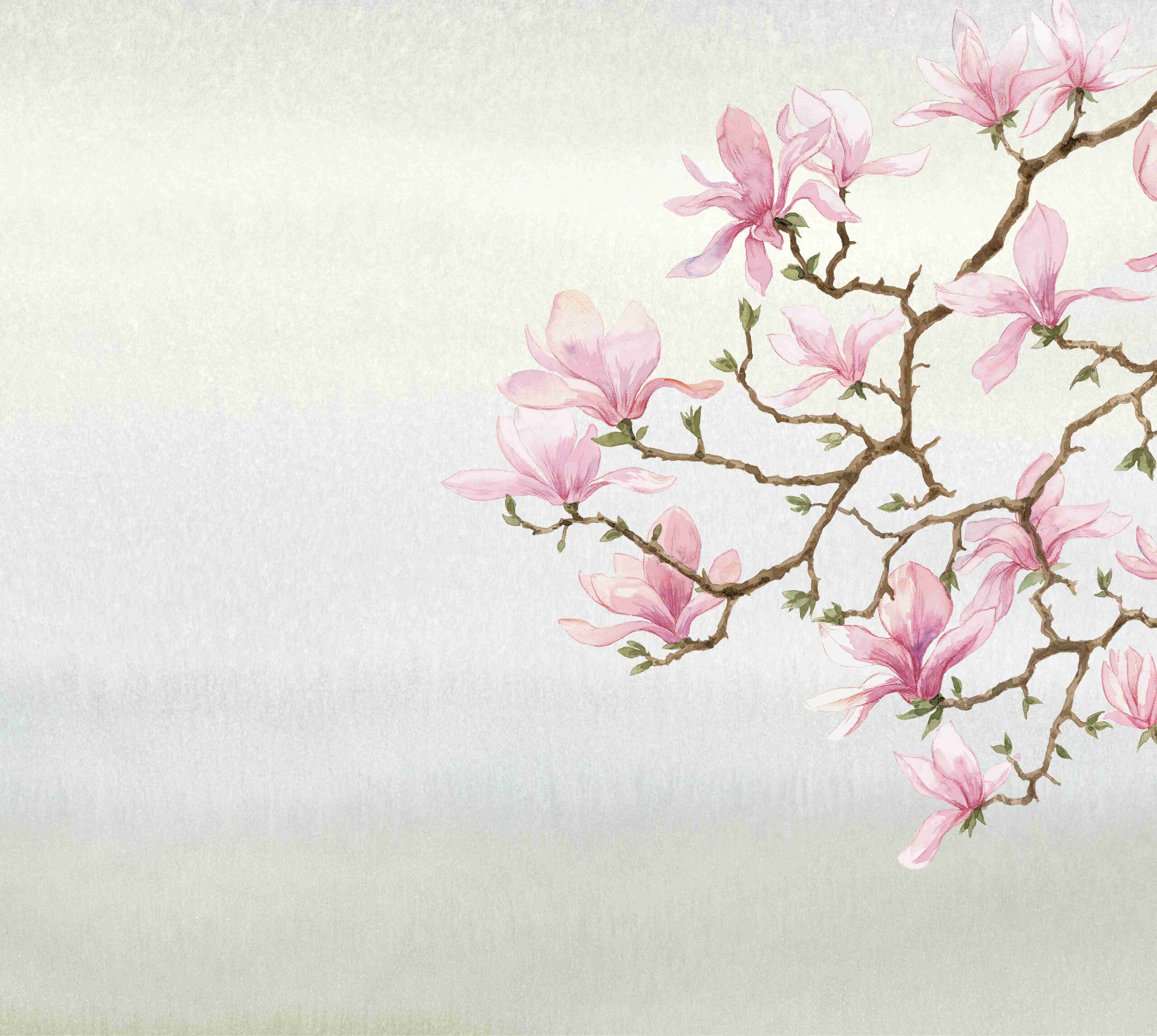 Magnolia leman – Image 12