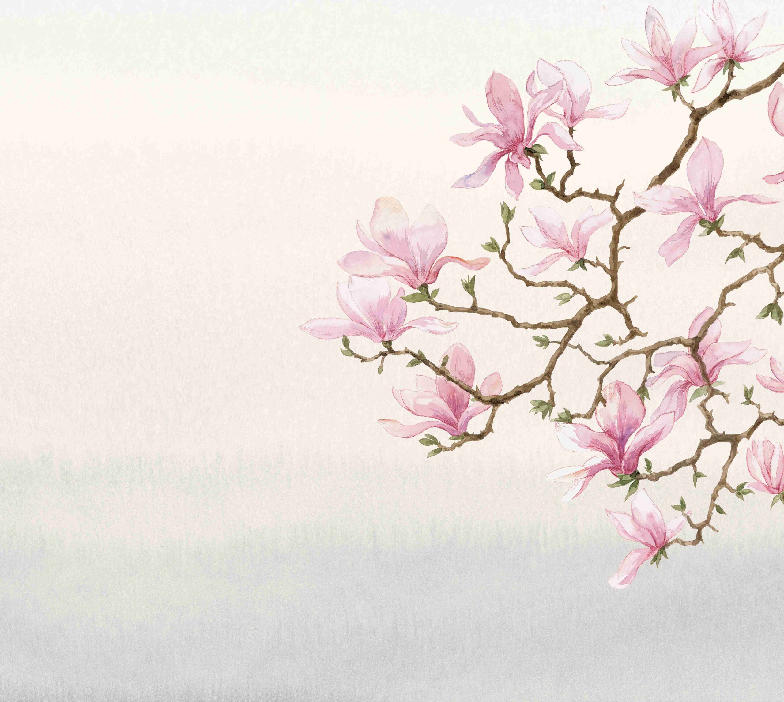 Magnolia leman – Image 10